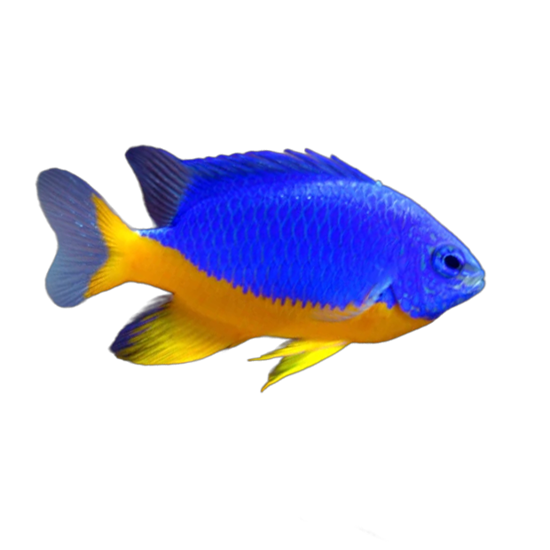 Imagem do peixe Donzela Kupang